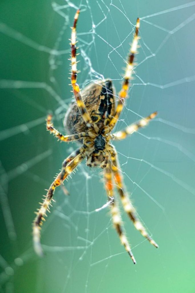 how many eyes to spiders have