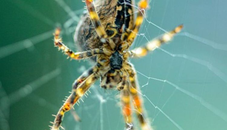 how many eyes to spiders have