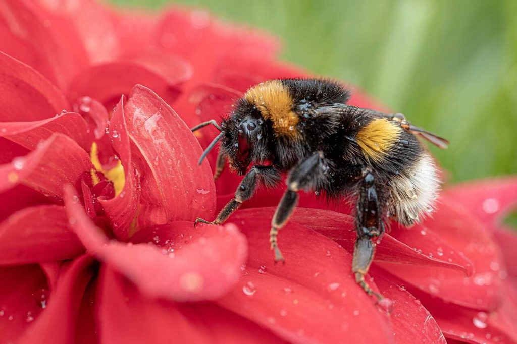 buff-tailed-bumblebee-4480904_1280
