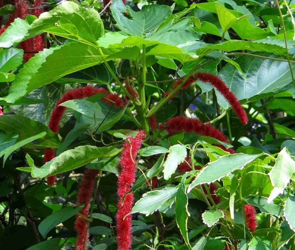 For Plantas