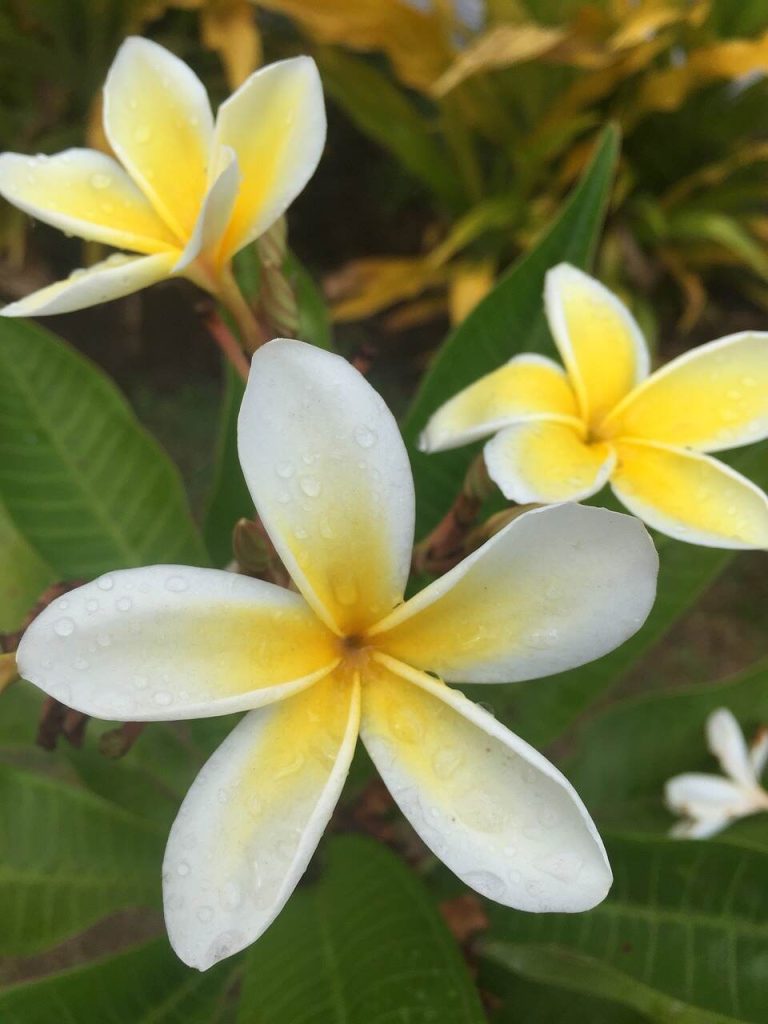 Malamadre Planta