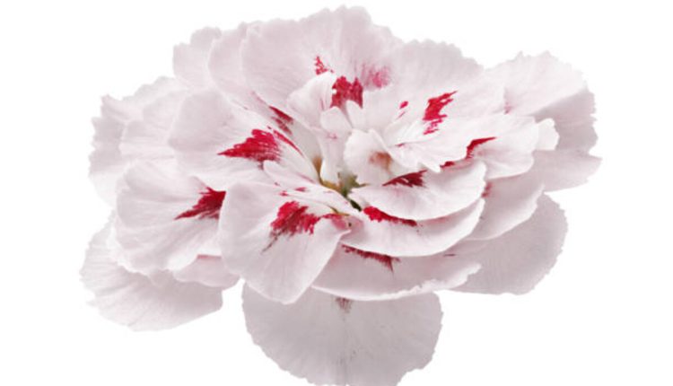 Carnation Flower Tattoos - Beautiful January Birth Flower Tattoos