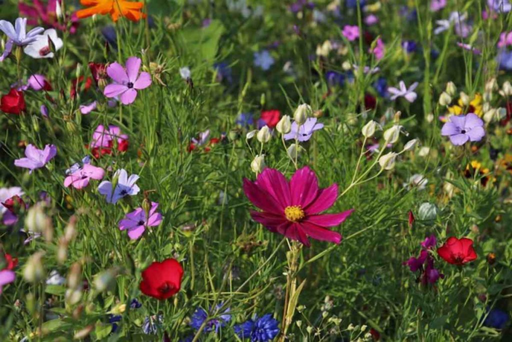 Garden Plants