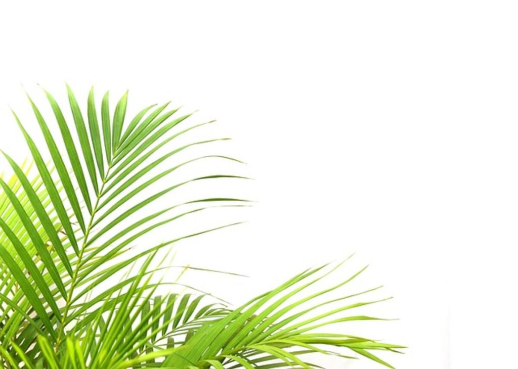 palm-4804296_640