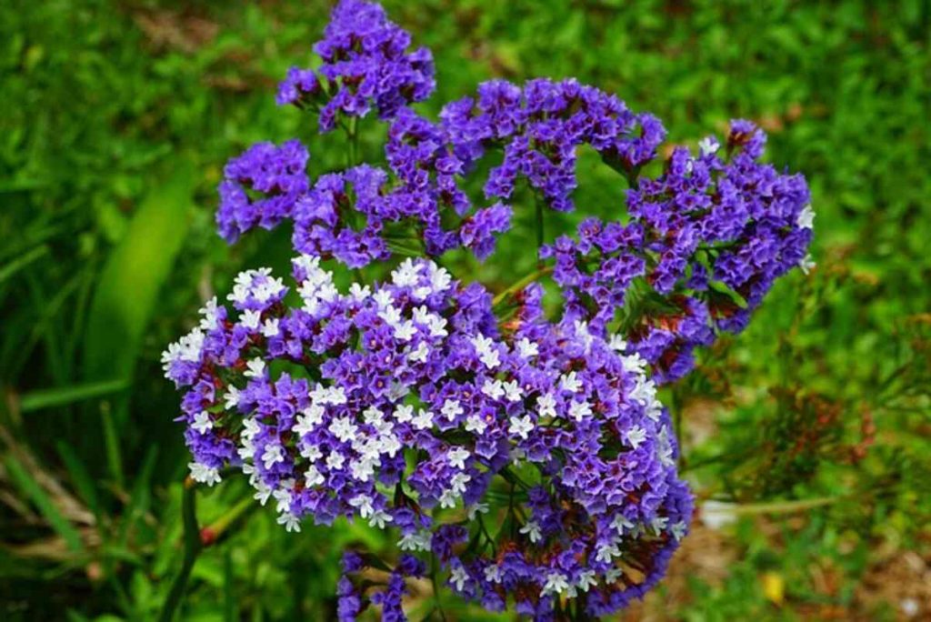 Lead Plant