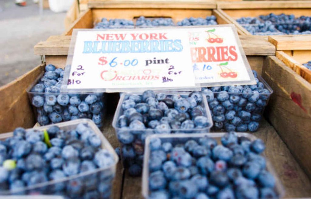 Blueberry Picking Near Me in New York