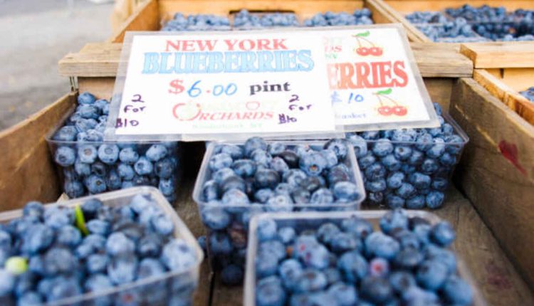 Blueberry Picking Near Me in New York