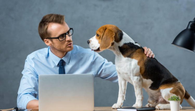 Why Did Shake It Pup Go Out of Business