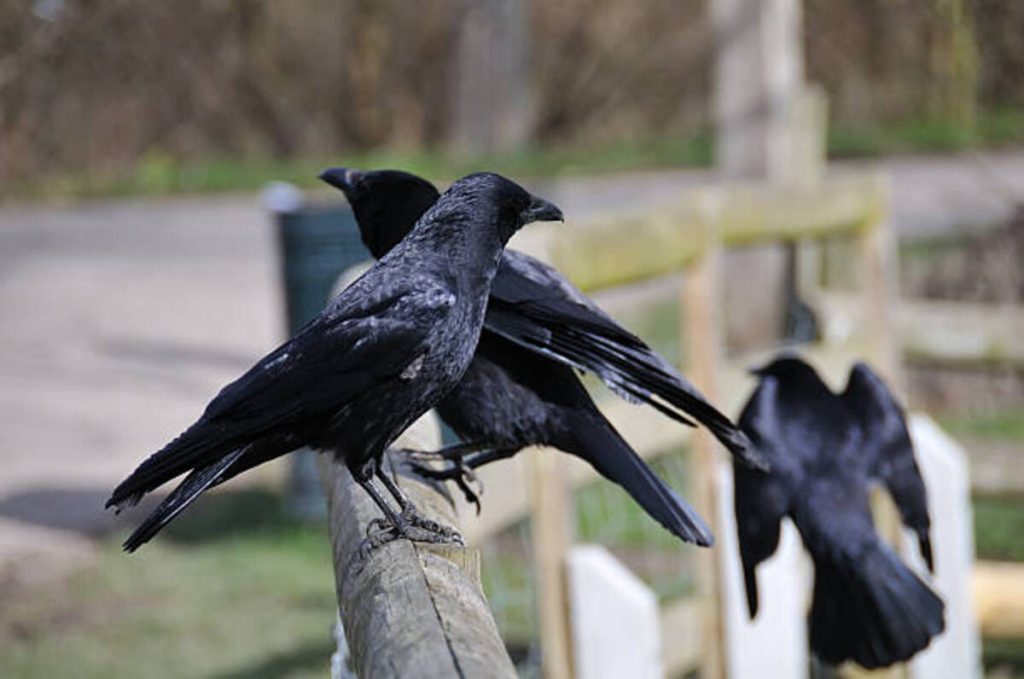 What Does it Mean to Be a Crow?