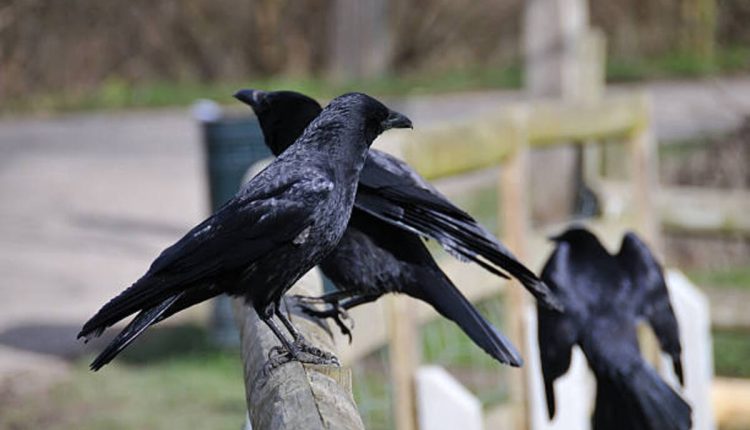 What Does it Mean to Be a Crow?
