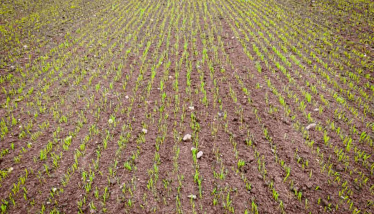 Arknights Best Farming Stages - Material Farming Efficiency Guide