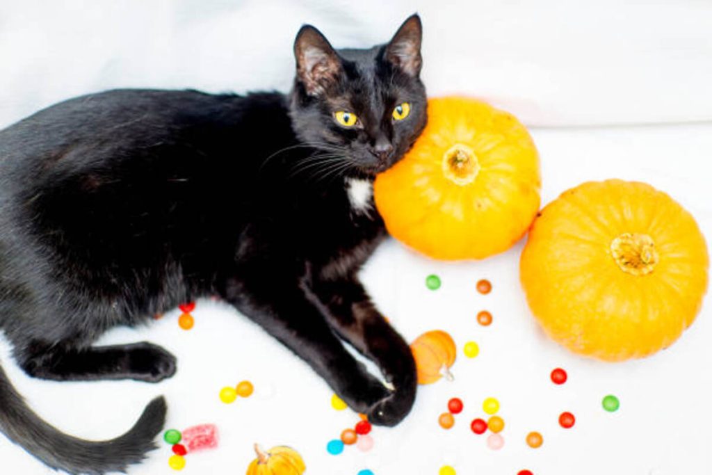 Pumpkin Pet Brush