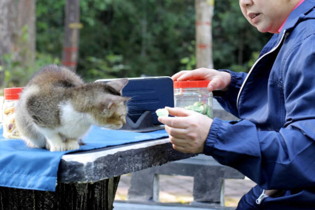 Pet Pokemon Cards