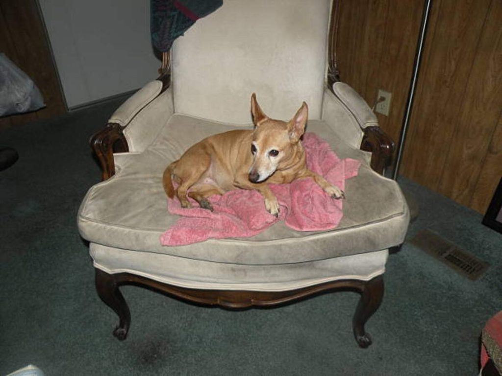 Kokomo Craigslist Pets