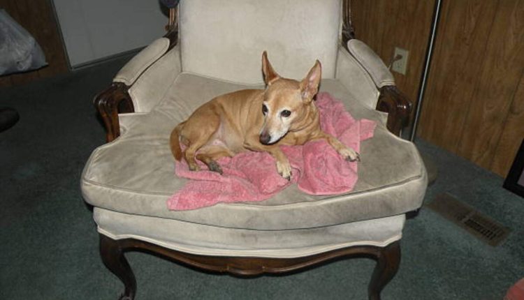 Kokomo Craigslist Pets