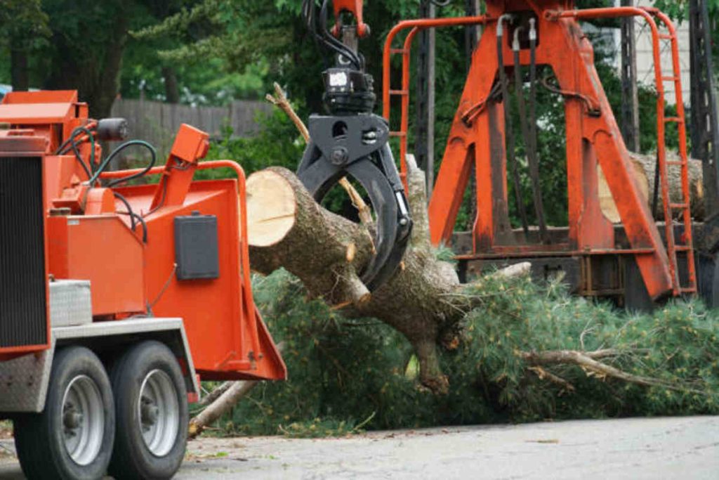 fremont tree removal