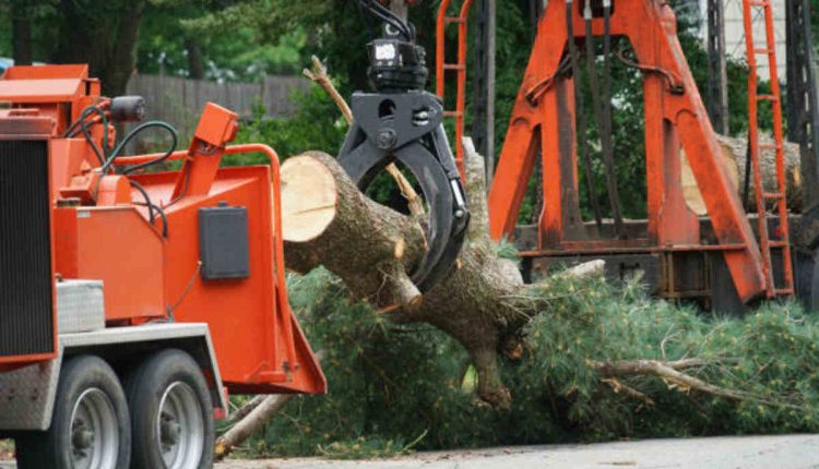 fremont tree removal