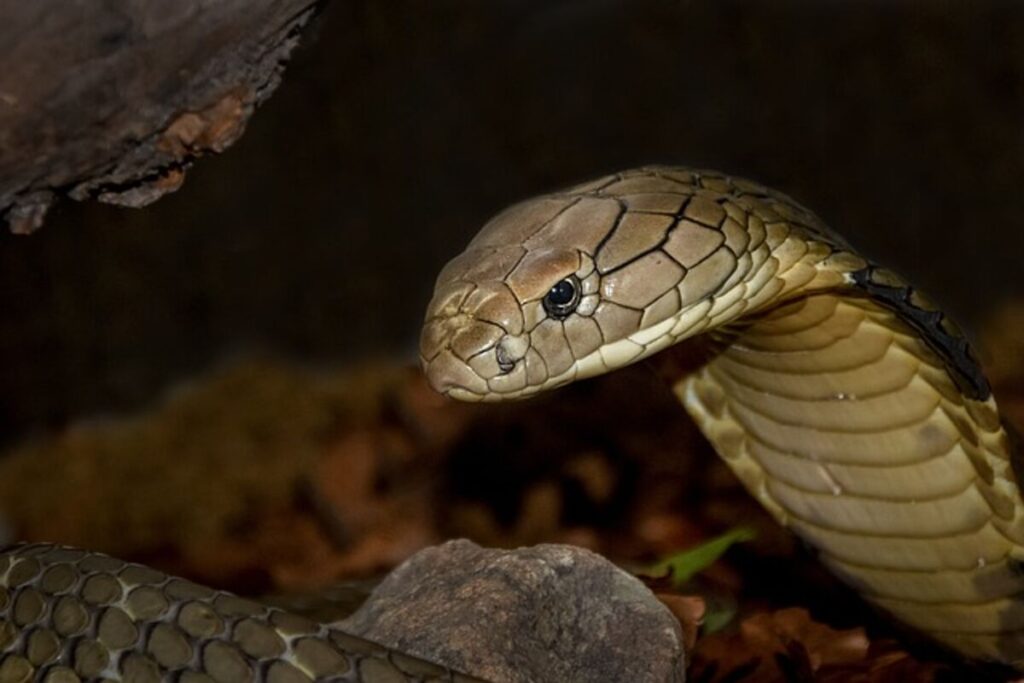King Cobras Venomous Giants of the Jungle