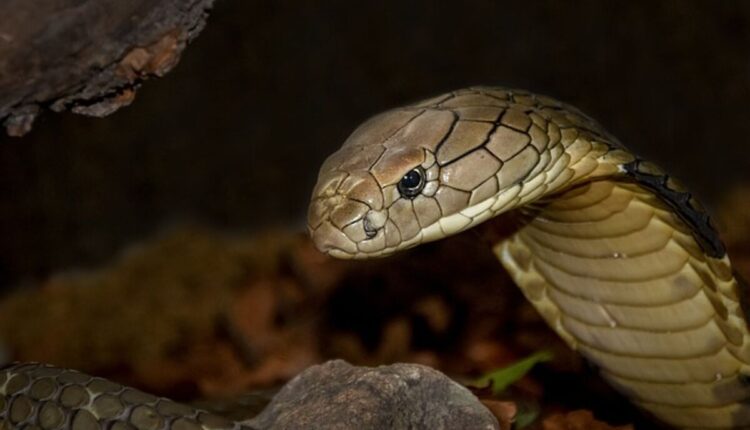 King Cobras Venomous Giants of the Jungle