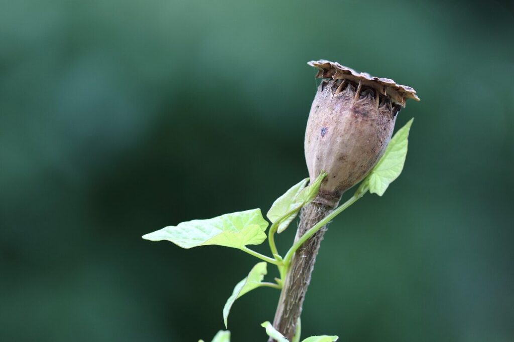 buy dried poppy pods