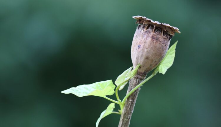 buy dried poppy pods