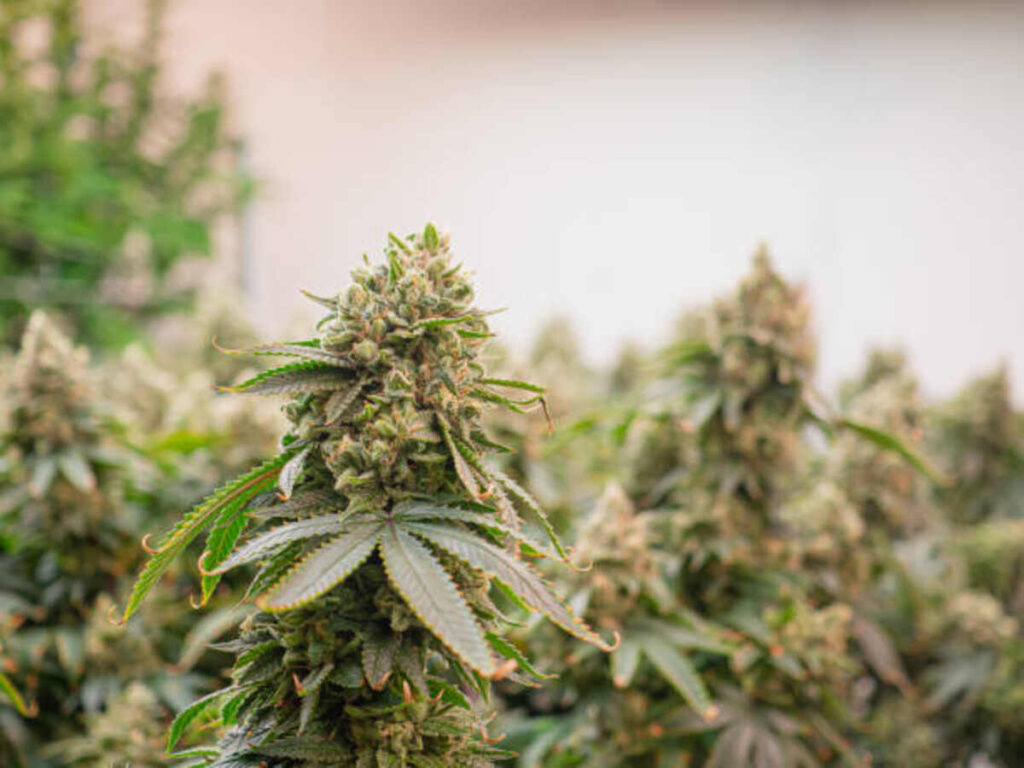 buy runtz strain online