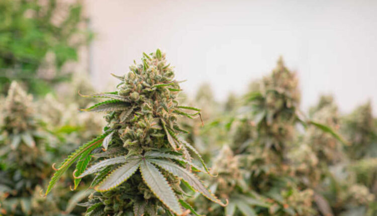 buy runtz strain online